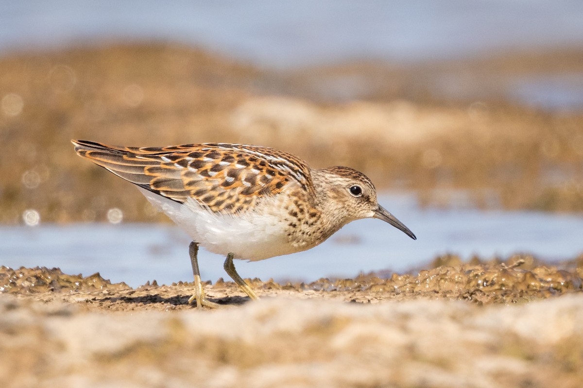 Least Sandpiper - ML621884781