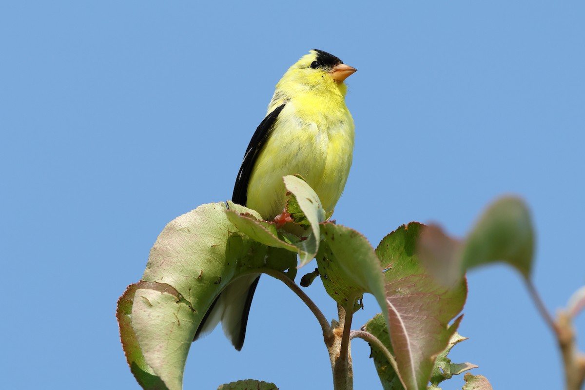 American Goldfinch - ML621884782