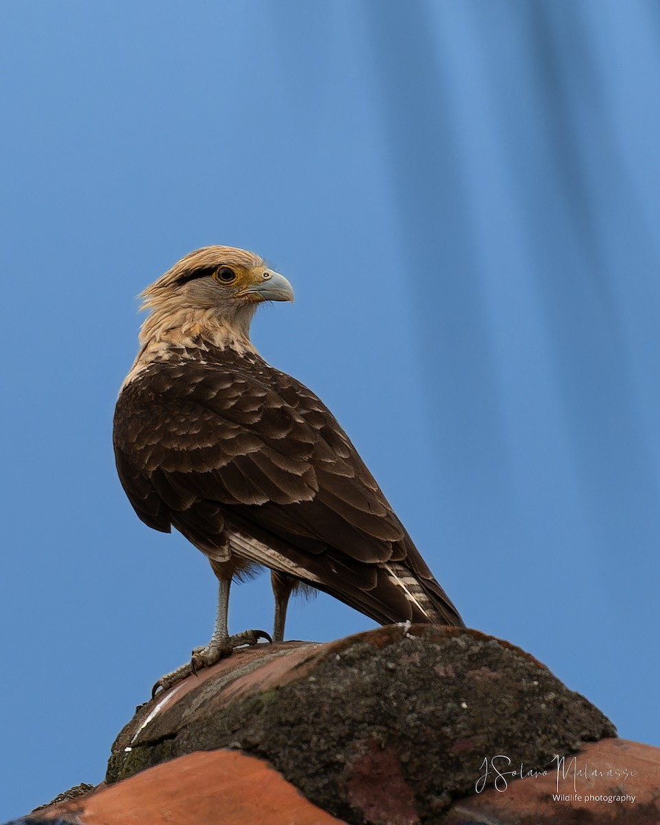 Yellow-headed Caracara - ML621884783