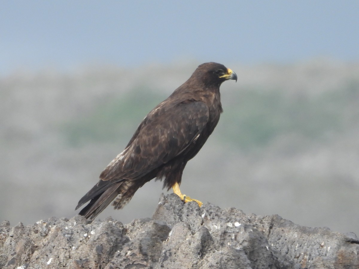 Galapagos Hawk - ML621884784