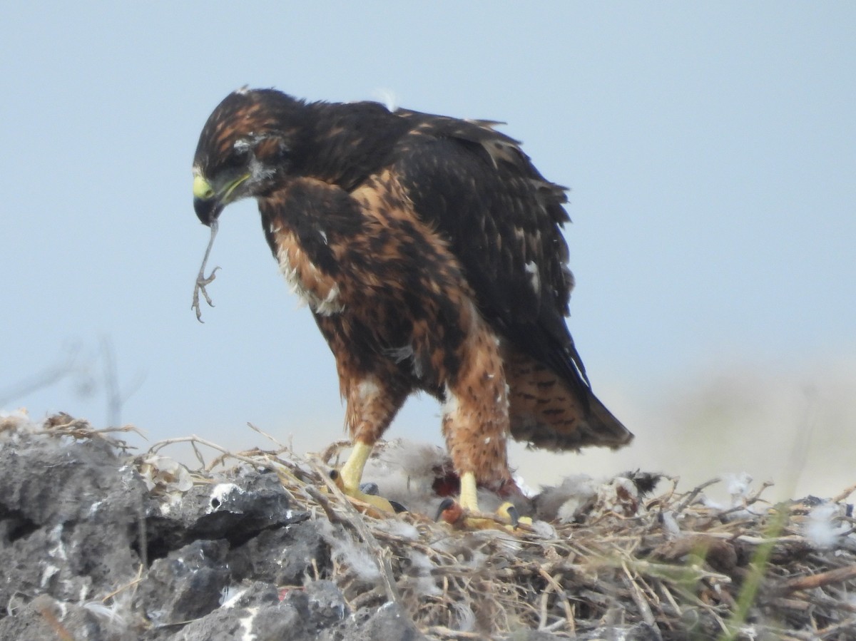 Galapagos Hawk - ML621884785