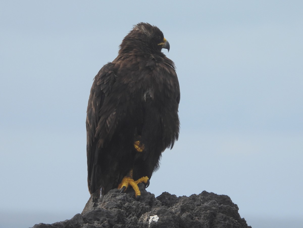 Busardo de Galápagos - ML621884786