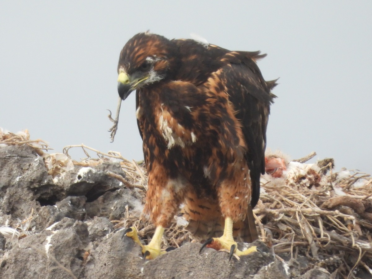 Galápagosbussard - ML621884787