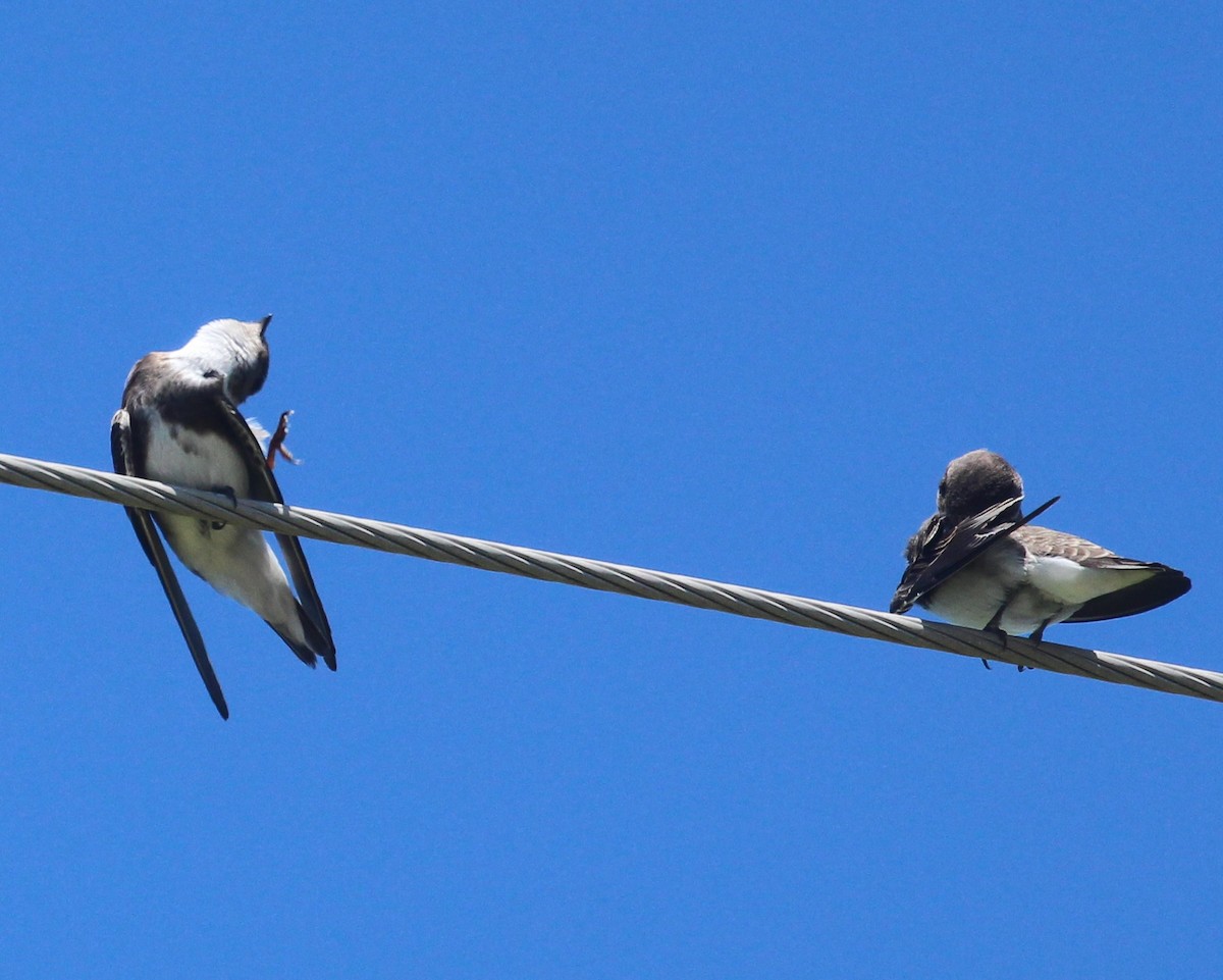 Bank Swallow - ML621884788