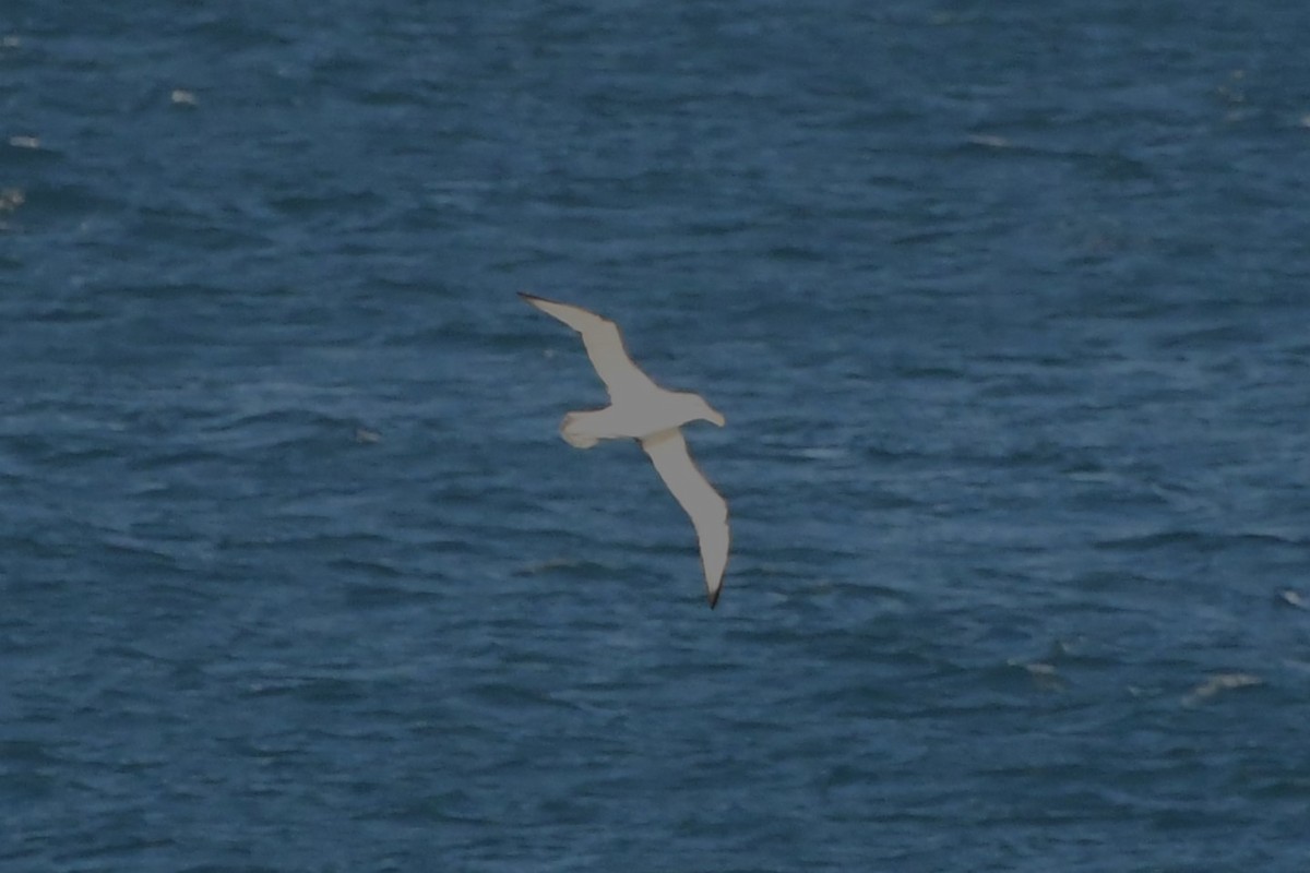 White-capped Albatross (cauta) - ML621884789