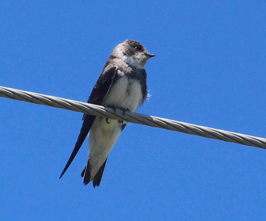 Bank Swallow - ML621884792