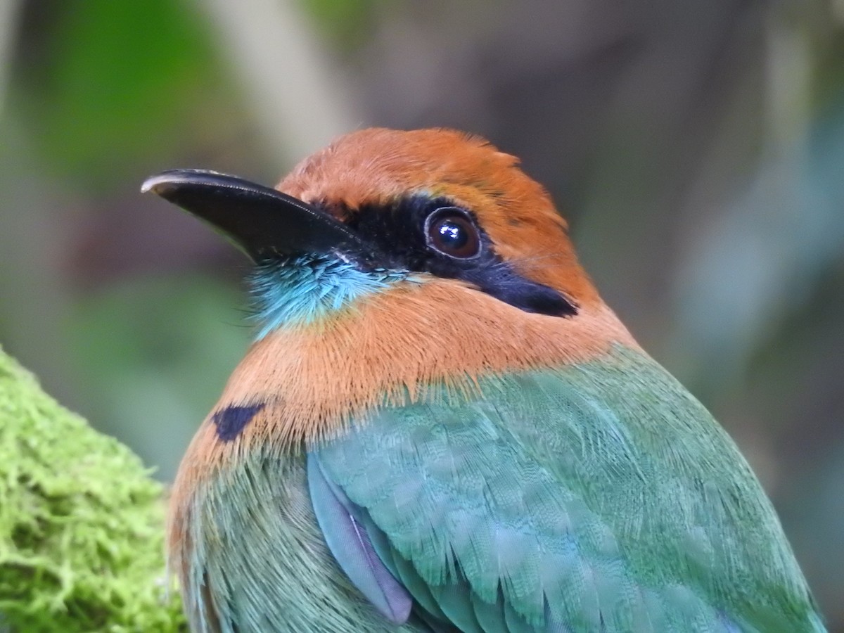 Broad-billed Motmot - ML621884793