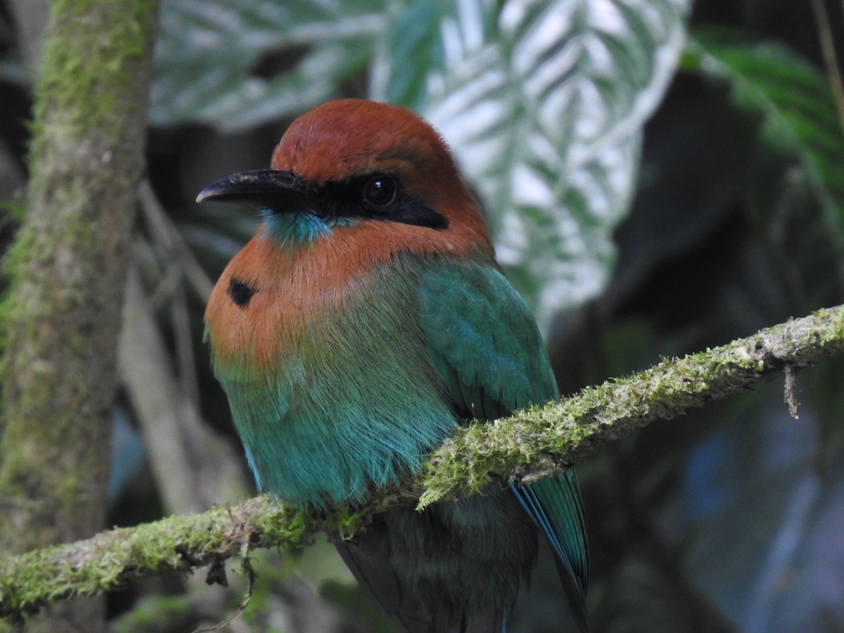 Broad-billed Motmot - ML621884794