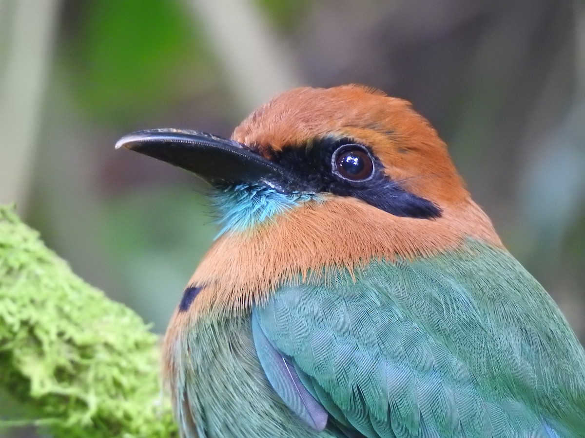 Broad-billed Motmot - ML621884796