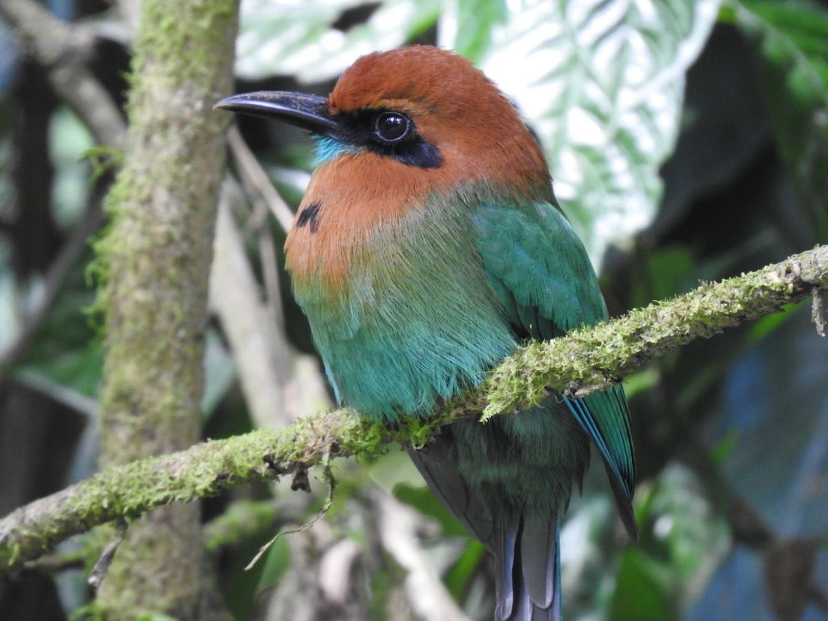 Broad-billed Motmot - ML621884797