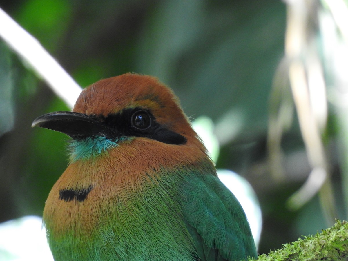 Broad-billed Motmot - ML621884798