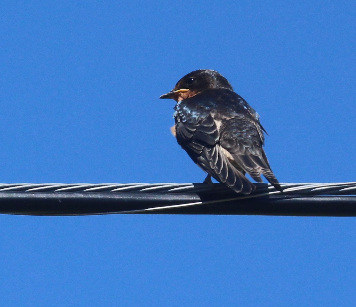 Barn Swallow - ML621884812