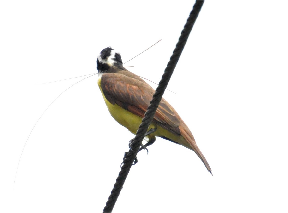 Great Kiskadee - ML621884820