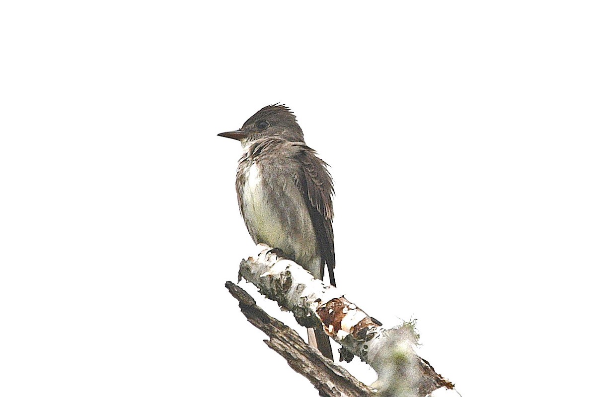 Olive-sided Flycatcher - ML621884831