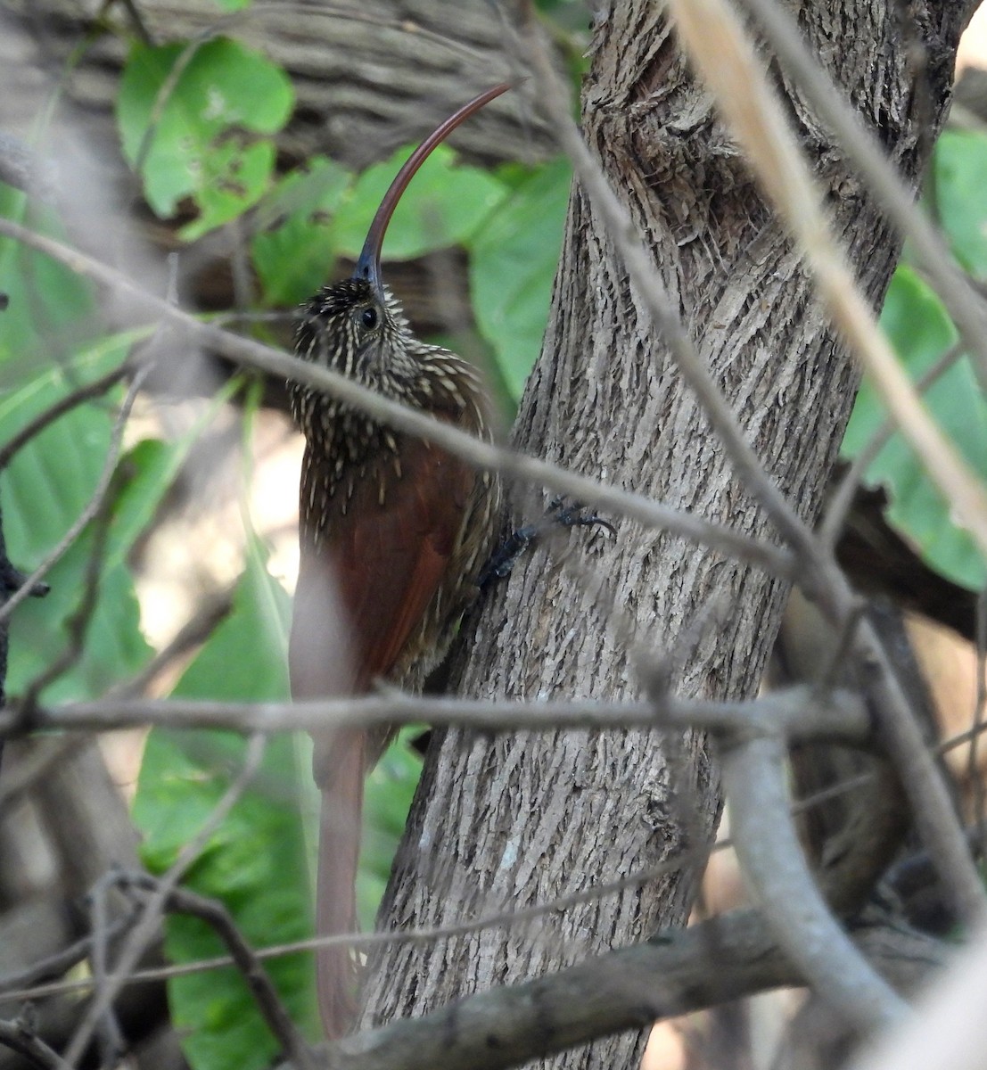 Red-billed Scythebill - ML621884847