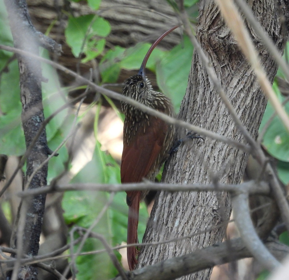 Red-billed Scythebill - ML621884848