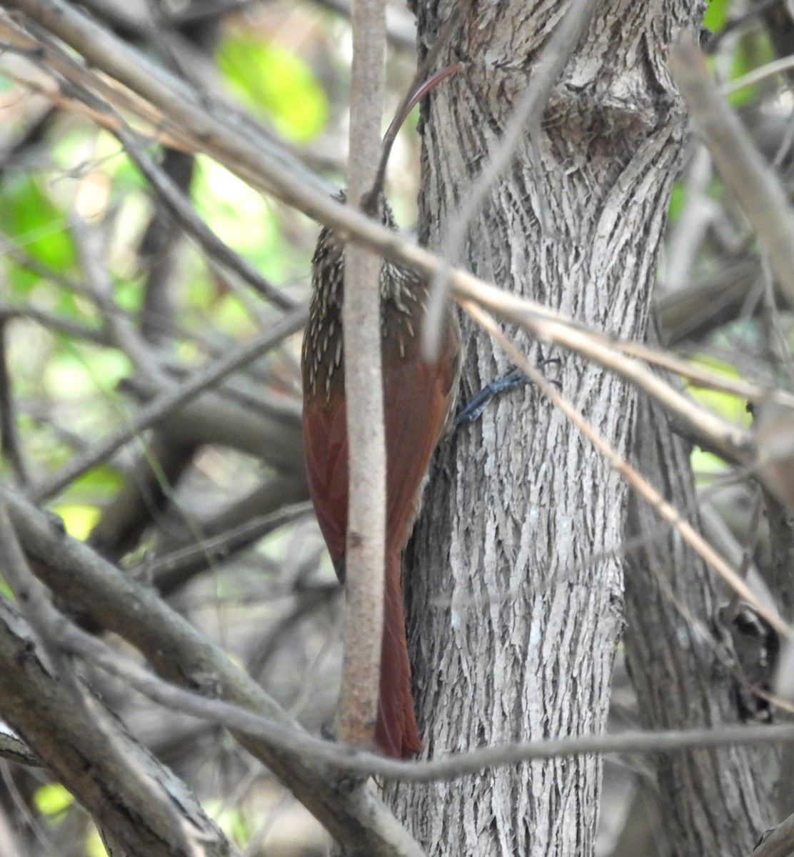 Red-billed Scythebill - ML621884849