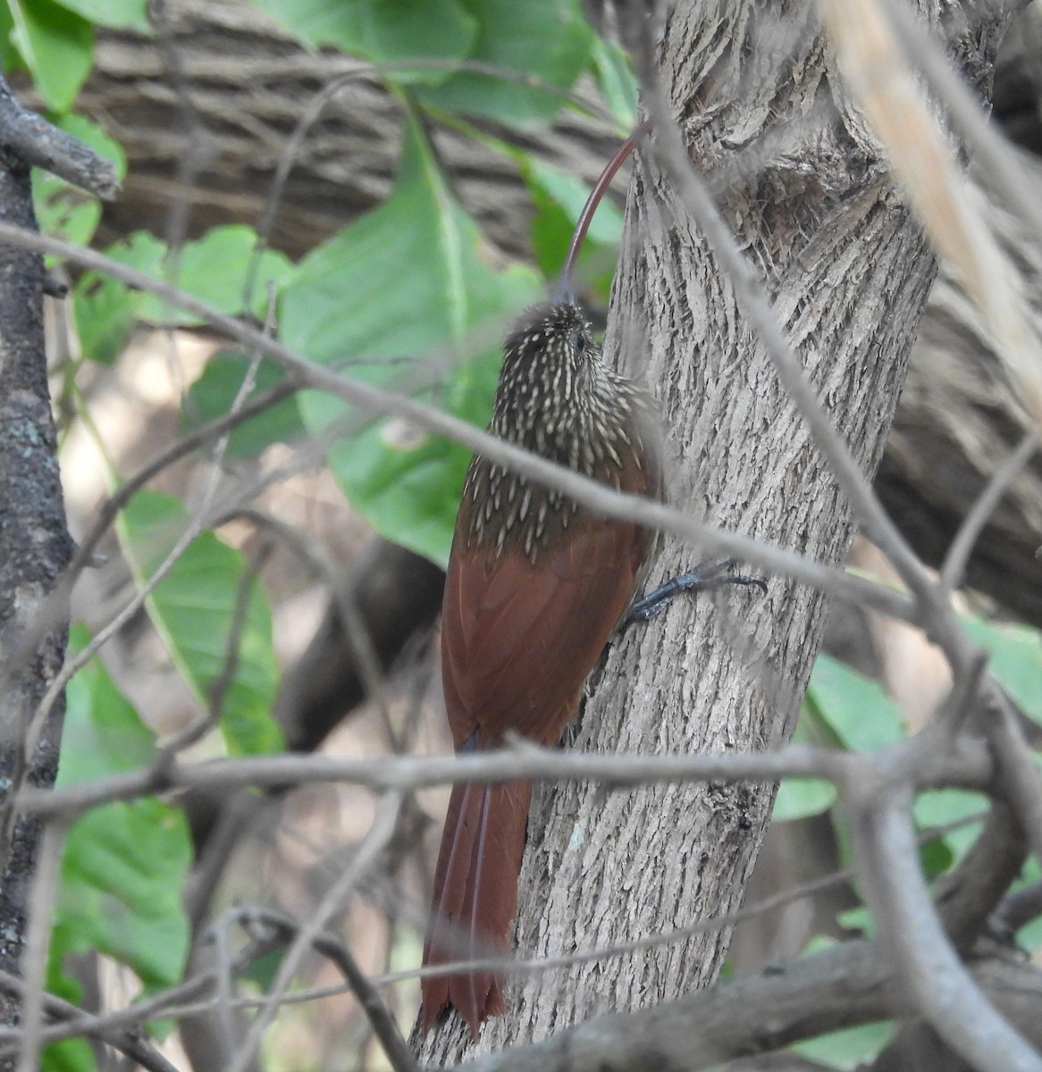 Red-billed Scythebill - ML621884850