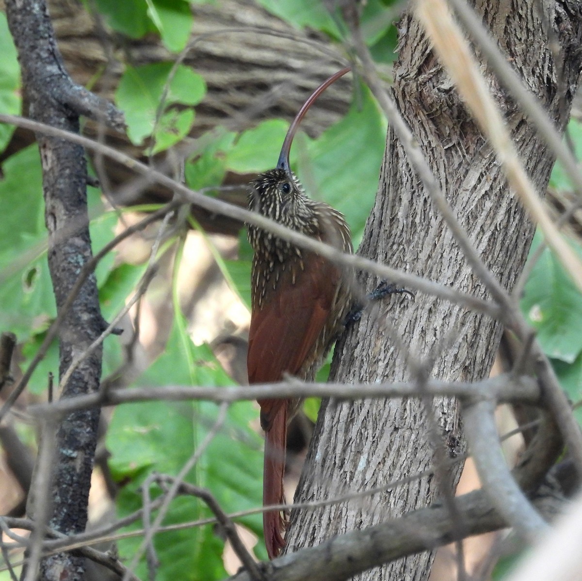 Red-billed Scythebill - ML621884851