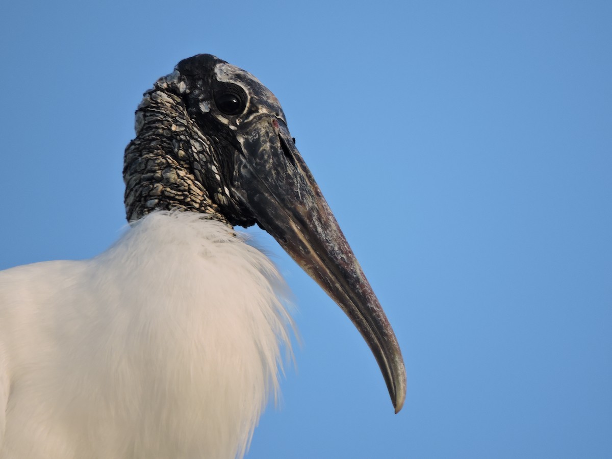 Wood Stork - ML621884858