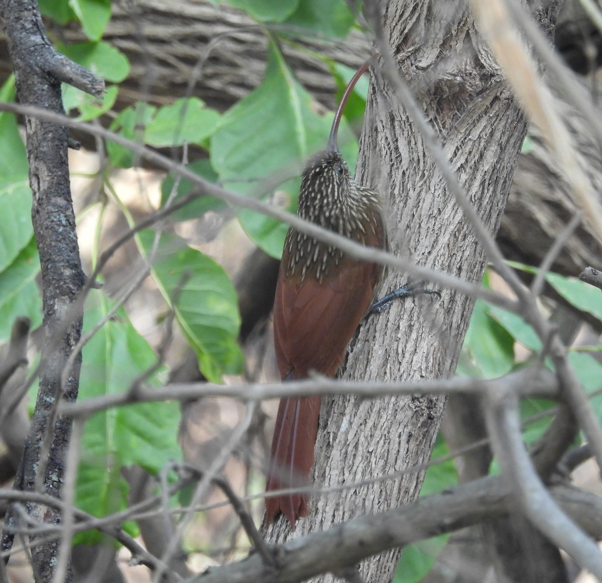 Red-billed Scythebill - ML621884866