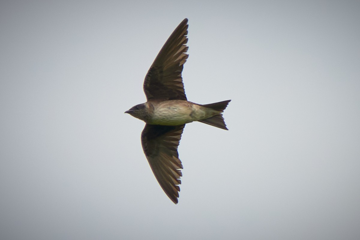 Purple Martin - ML621884868