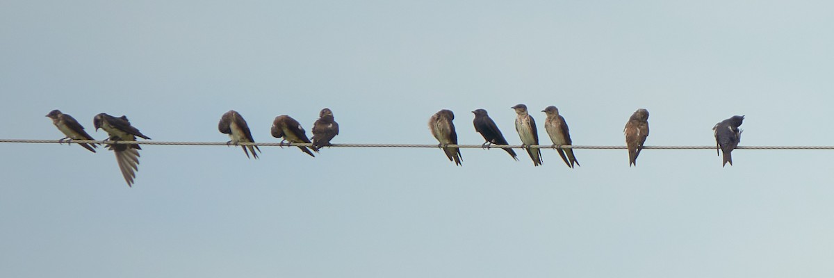 Purple Martin - ML621884869