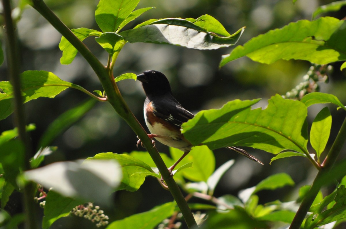 Eastern Towhee - ML621884871