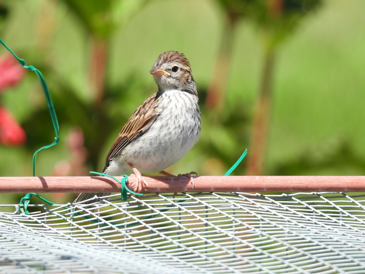 Chipping Sparrow - ML621884872