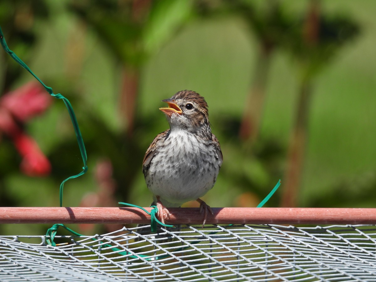 Chipping Sparrow - ML621884873