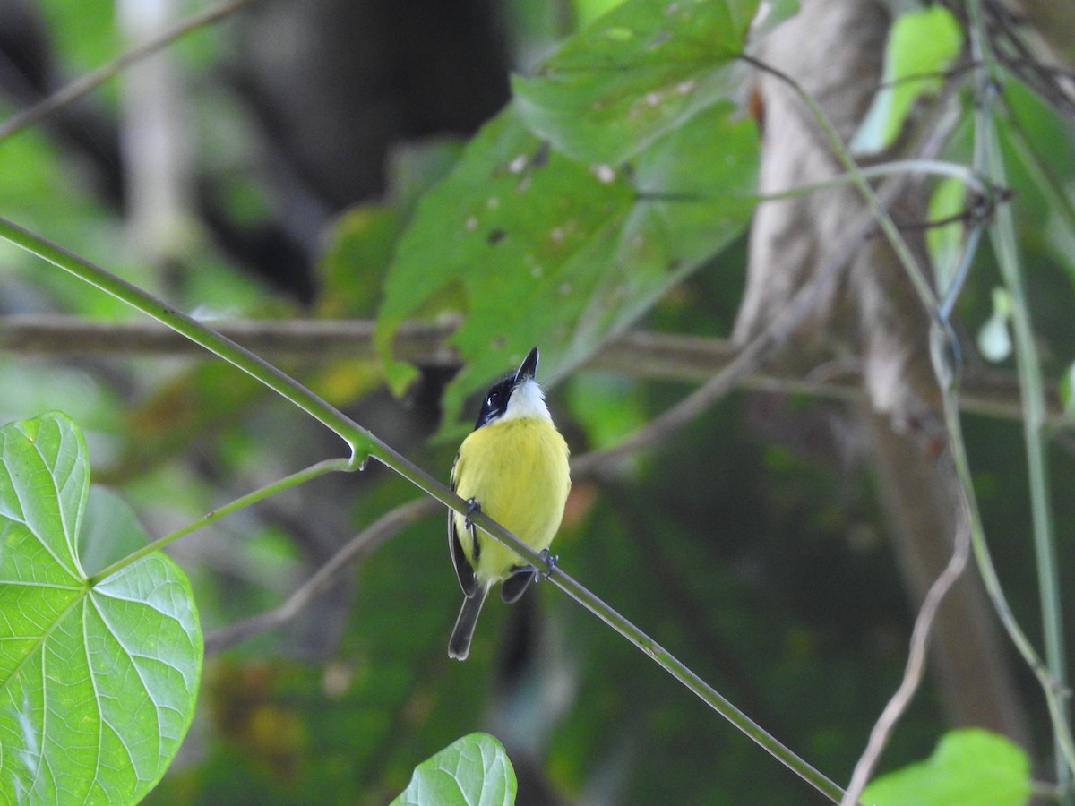 Black-headed Tody-Flycatcher - ML621884876