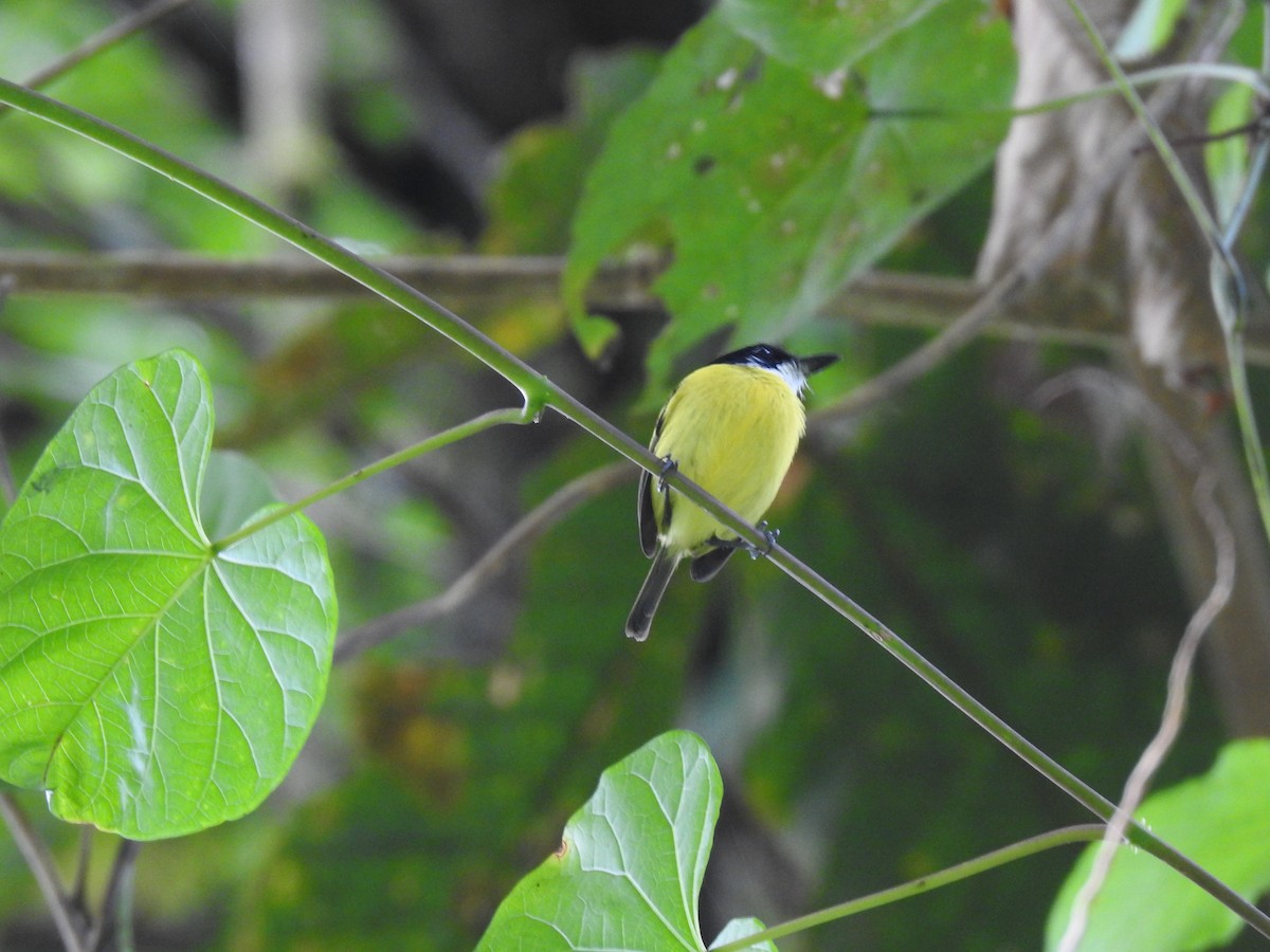 Black-headed Tody-Flycatcher - ML621884877