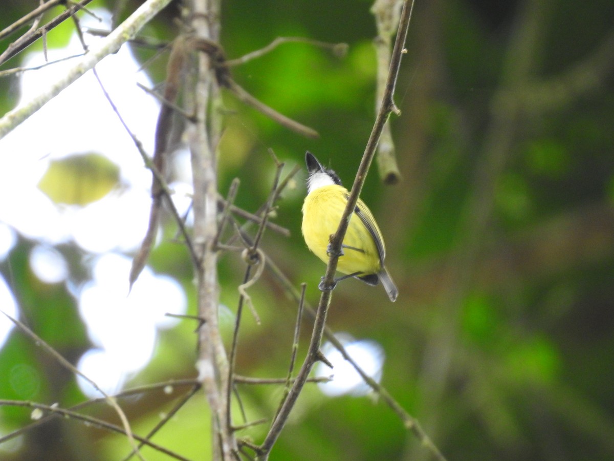 Black-headed Tody-Flycatcher - ML621884878