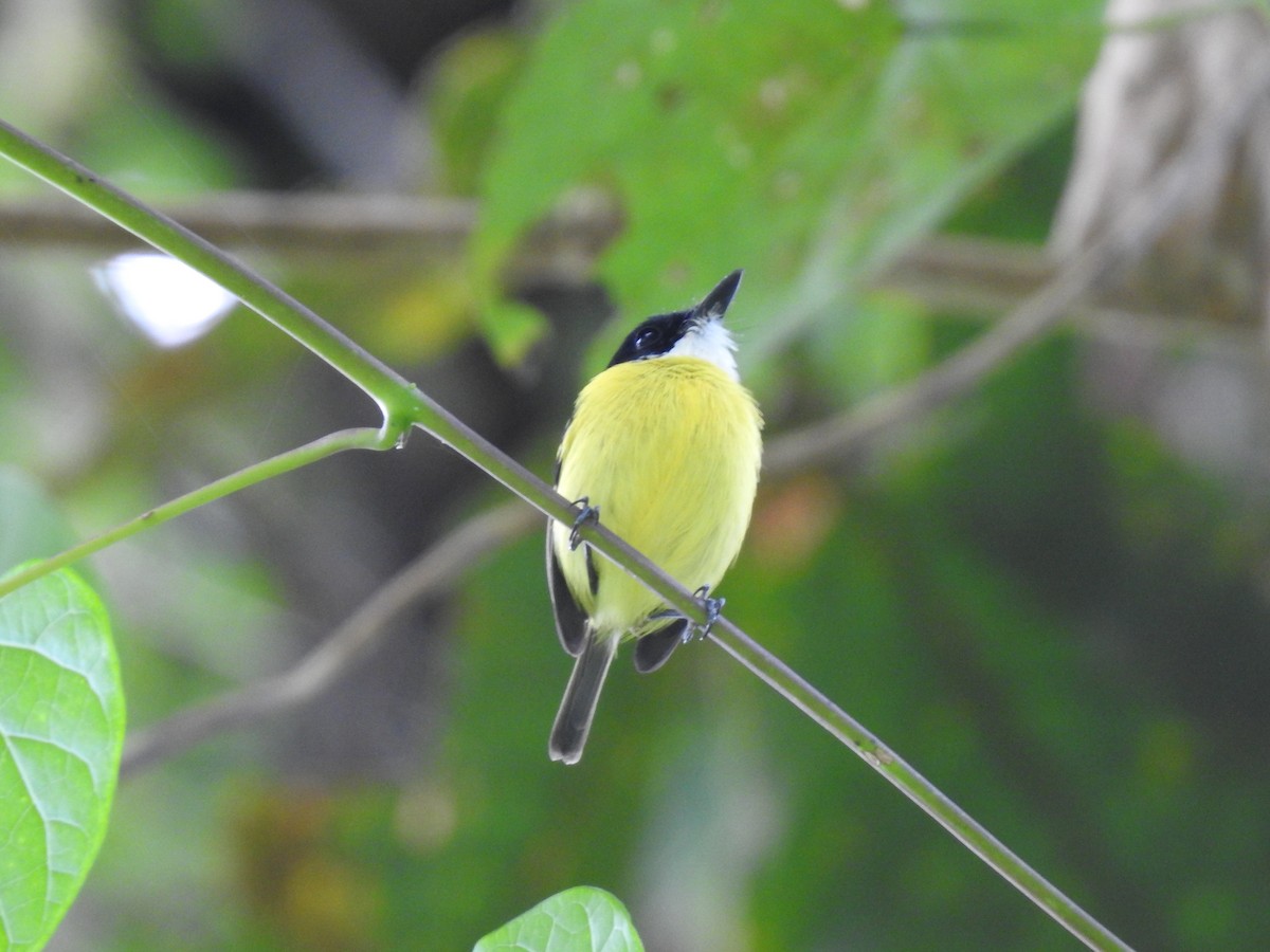 Black-headed Tody-Flycatcher - ML621884879