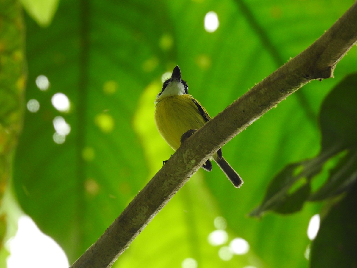 Black-headed Tody-Flycatcher - Erick Barbato