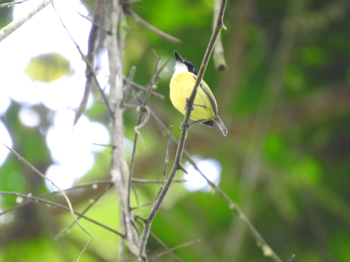 Black-headed Tody-Flycatcher - ML621884881