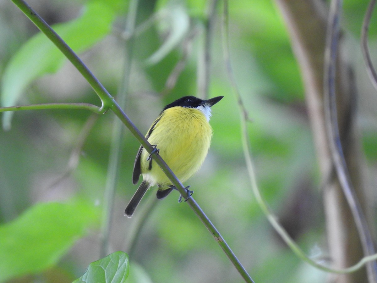 Black-headed Tody-Flycatcher - ML621884883