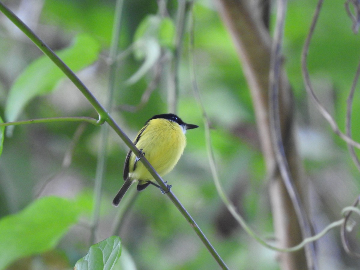 Black-headed Tody-Flycatcher - ML621884884