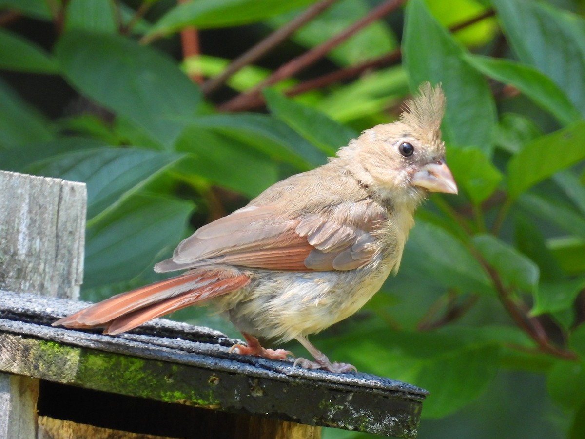 Northern Cardinal - ML621884885