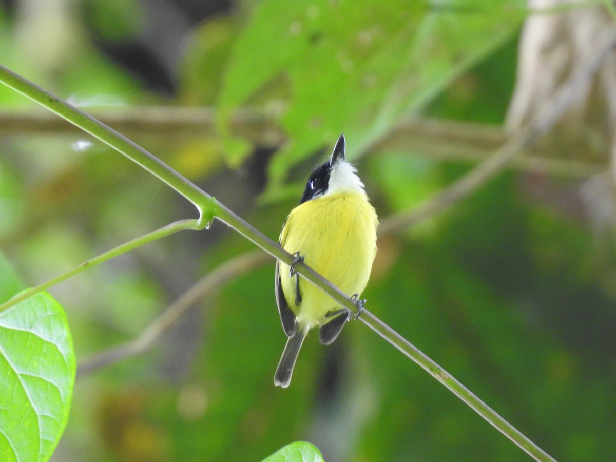 Black-headed Tody-Flycatcher - ML621884886