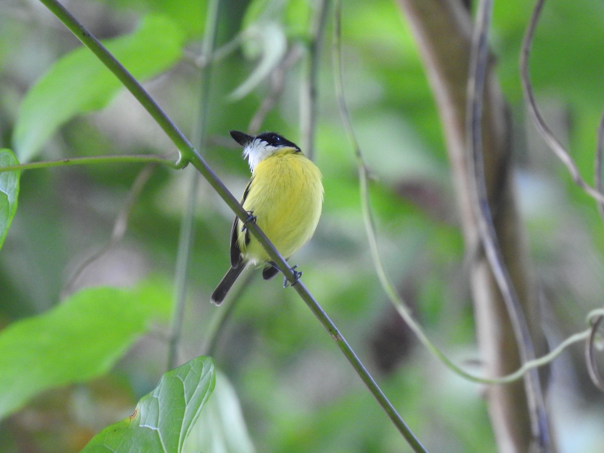 Black-headed Tody-Flycatcher - ML621884887