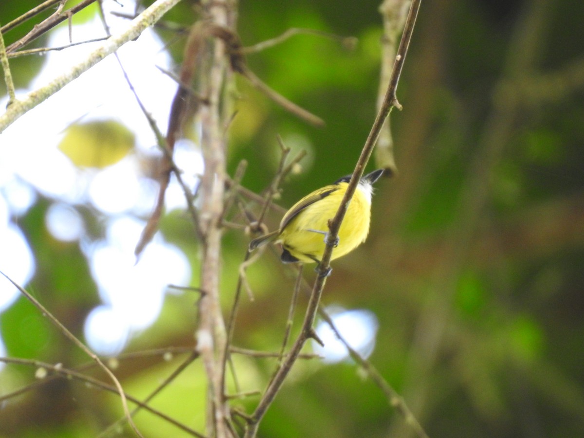 Black-headed Tody-Flycatcher - ML621884889