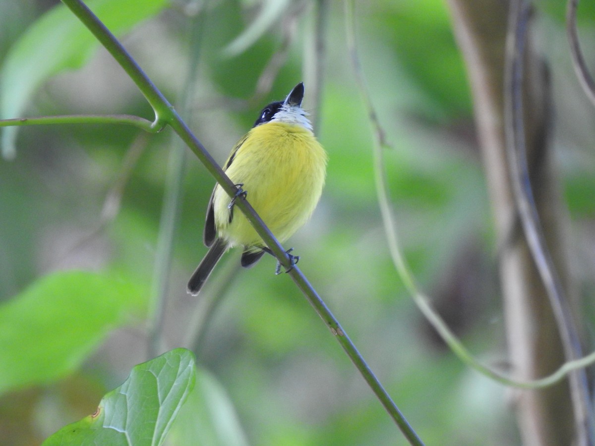 Black-headed Tody-Flycatcher - ML621884890