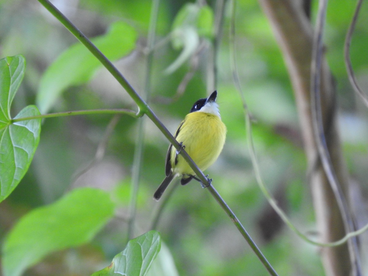 Black-headed Tody-Flycatcher - ML621884891