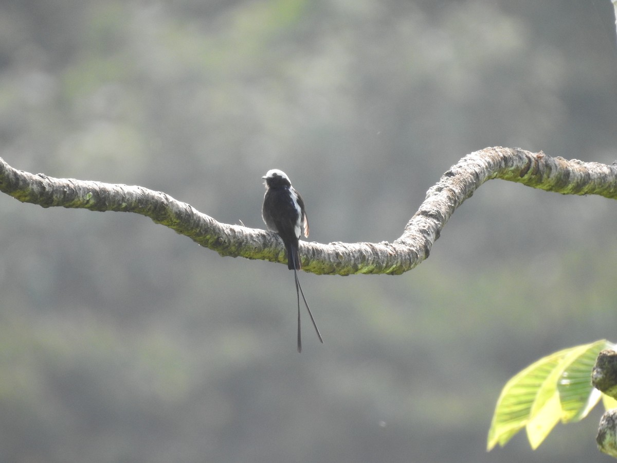 Long-tailed Tyrant - ML621884904