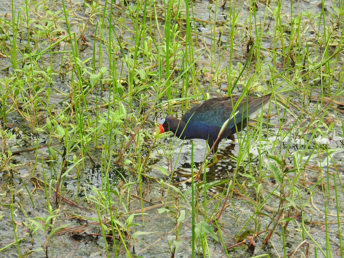 Purple Gallinule - James Holsinger