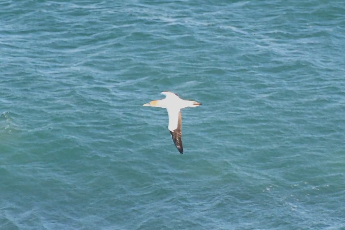 Australasian Gannet - ML621884908