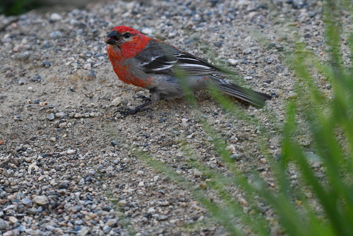 Pine Grosbeak - ML621884909