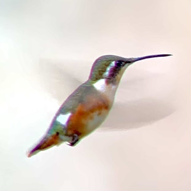 Colibrí de Mulsant - ML621884910