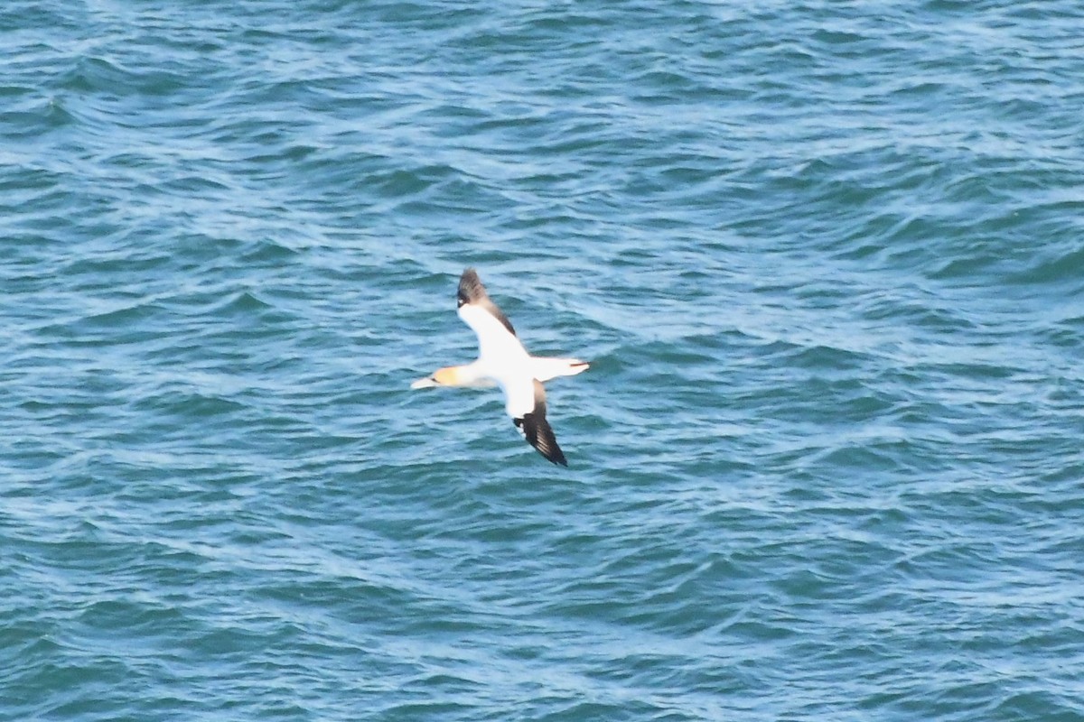 Australasian Gannet - ML621884912